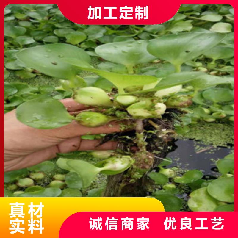 宿根花卉水生植物/荷花睡莲放心购