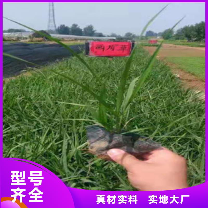 宿根花卉水生植物/荷花睡莲放心购