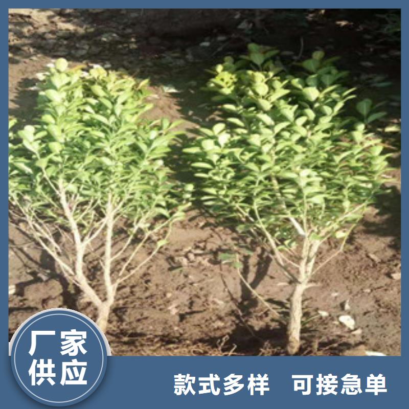 宿根花卉水生植物/荷花睡莲放心购