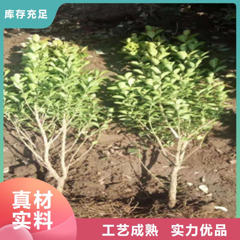 宿根花卉_花海景观工程专业供货品质管控
