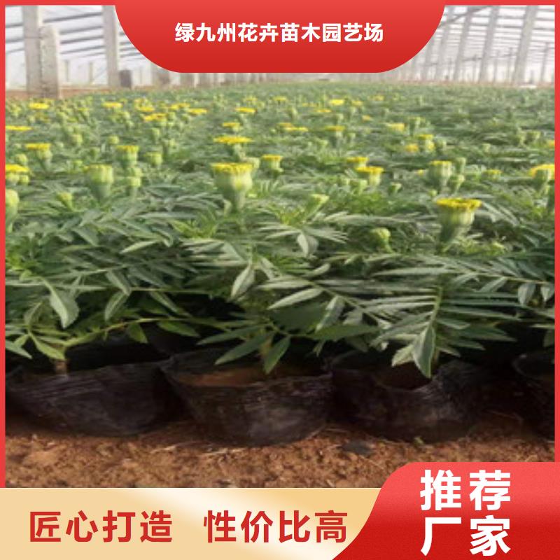 宿根花卉水生植物/荷花睡莲放心购