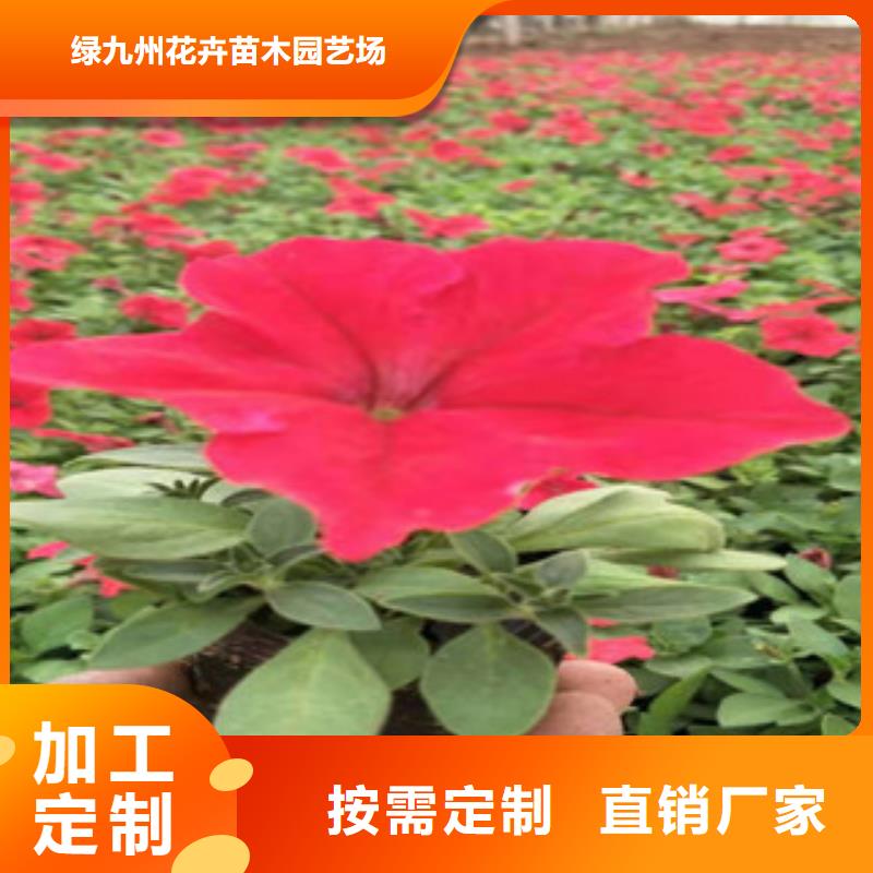 宿根花卉五一国庆草花批发支持定制贴心售后