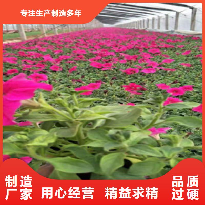 宿根花卉五一国庆草花批发为您精心挑选