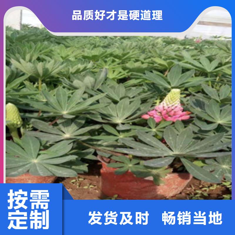 宿根花卉五一国庆草花批发为您精心挑选
