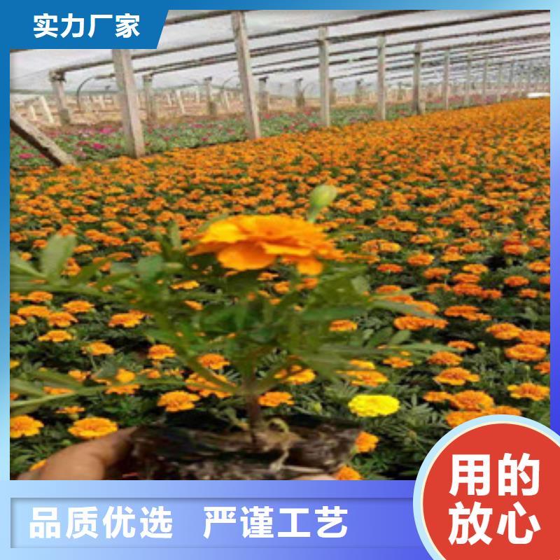 宿根花卉宿根花卉基地货源直销