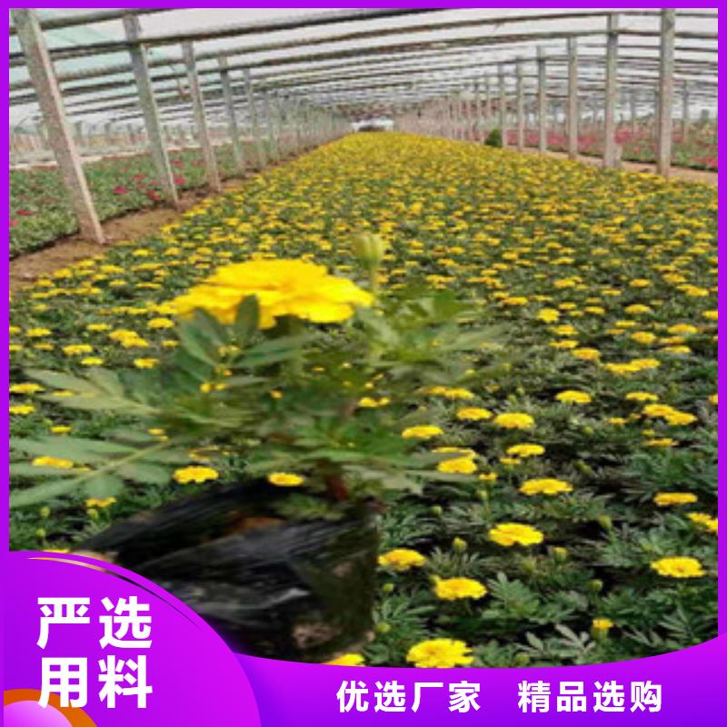 宿根花卉五一国庆草花批发支持定制贴心售后