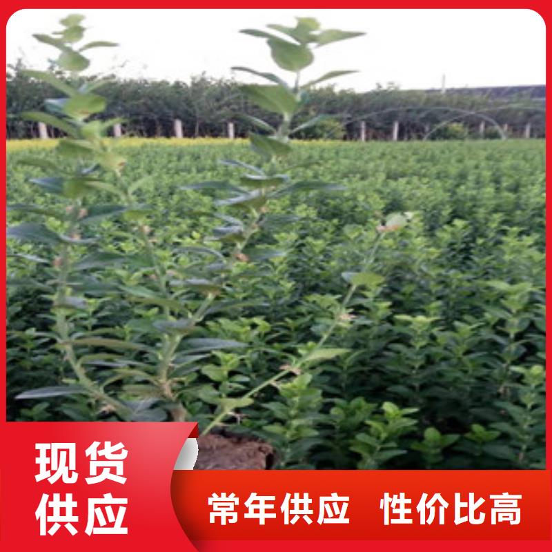 宿根花卉水生植物/荷花睡莲打造好品质