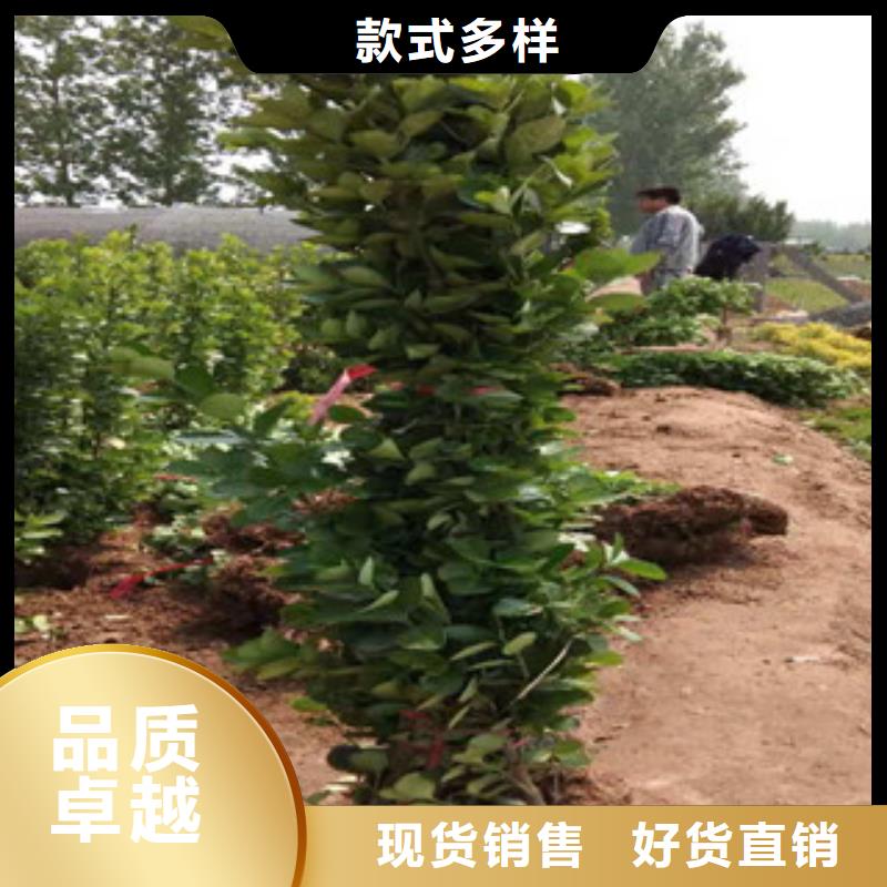 宿根花卉五一国庆草花批发支持定制贴心售后