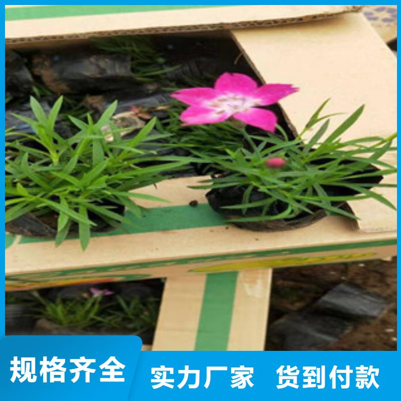 宿根花卉五一国庆草花批发支持定制贴心售后