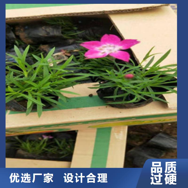 宿根花卉五一国庆草花批发支持定制贴心售后