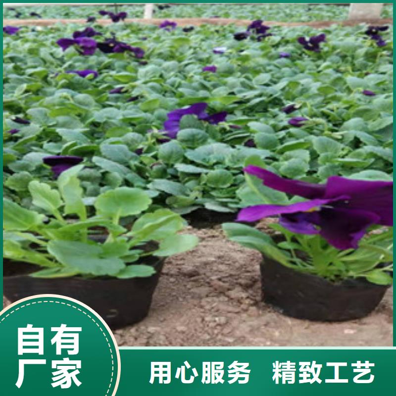 宿根花卉五一国庆草花批发支持定制贴心售后