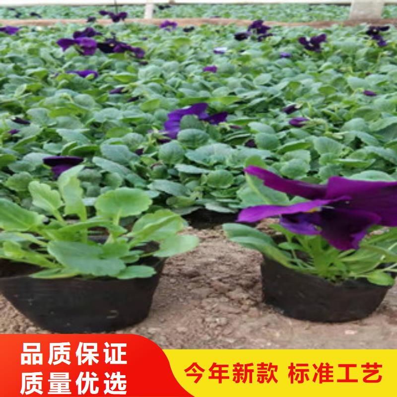 宿根花卉水生植物/荷花睡莲放心购