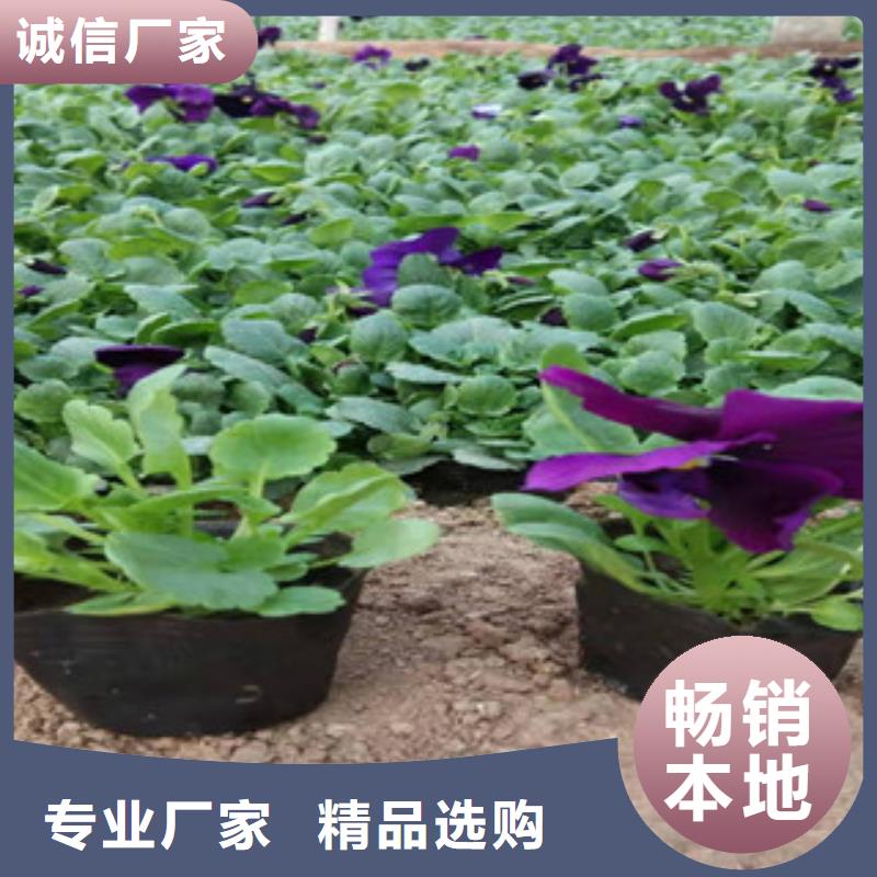 宿根花卉宿根花卉基地货源直销