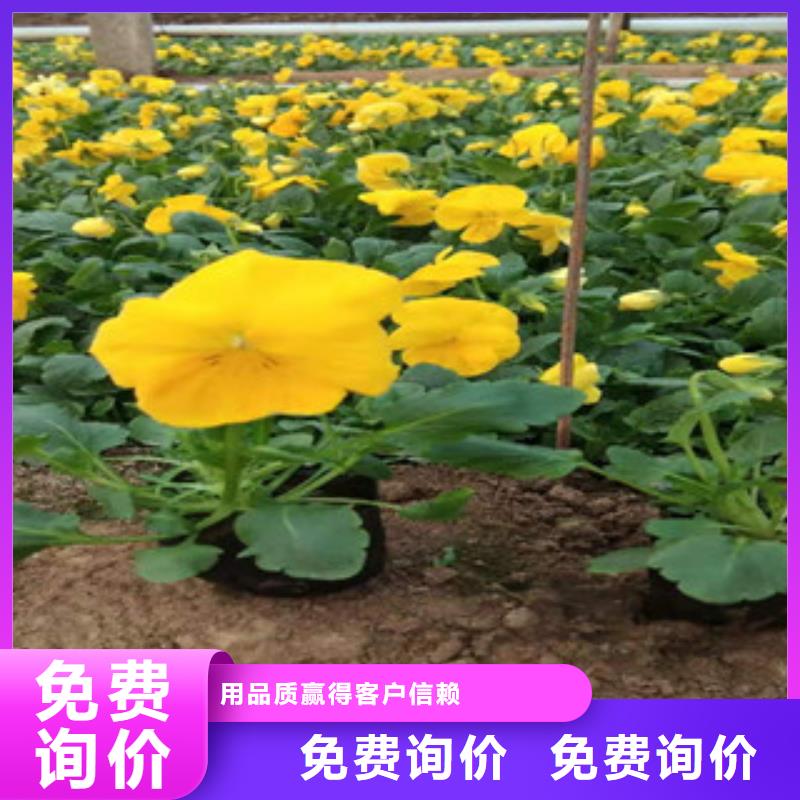 宿根花卉五一国庆草花批发支持定制贴心售后