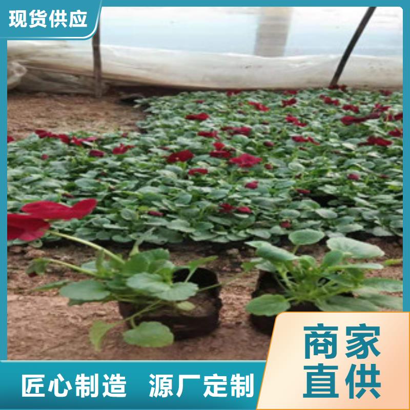 宿根花卉五一国庆草花批发支持定制贴心售后