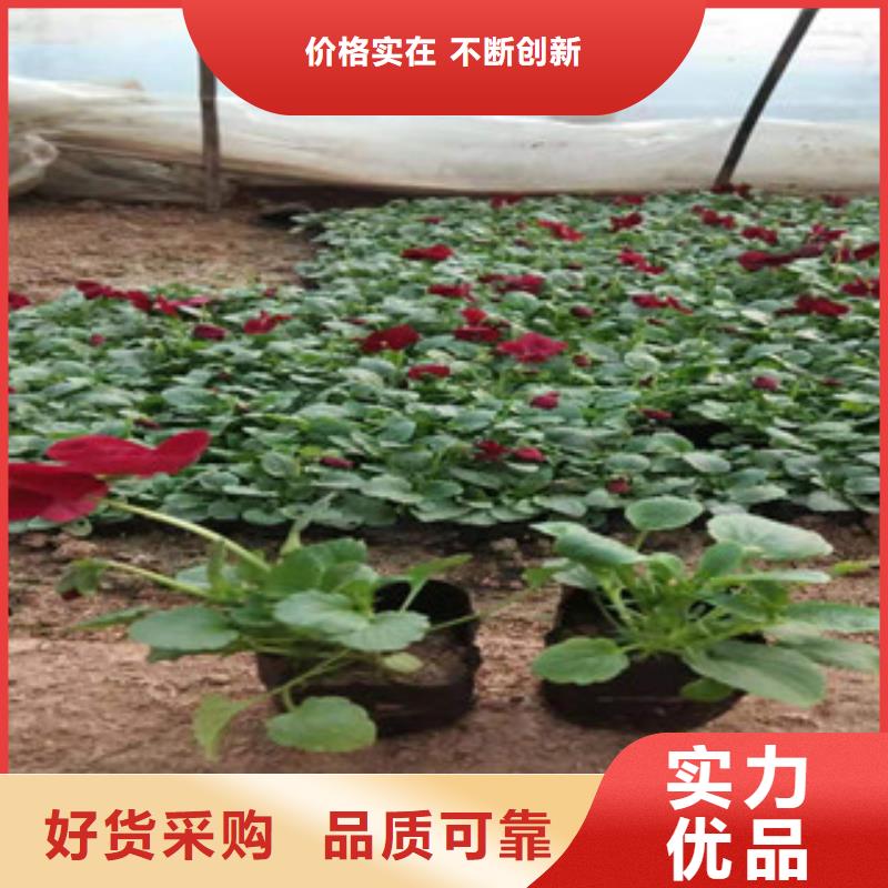 宿根花卉水生植物/荷花睡莲放心购