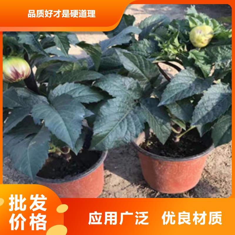 宿根花卉_花海景观工程专业供货品质管控