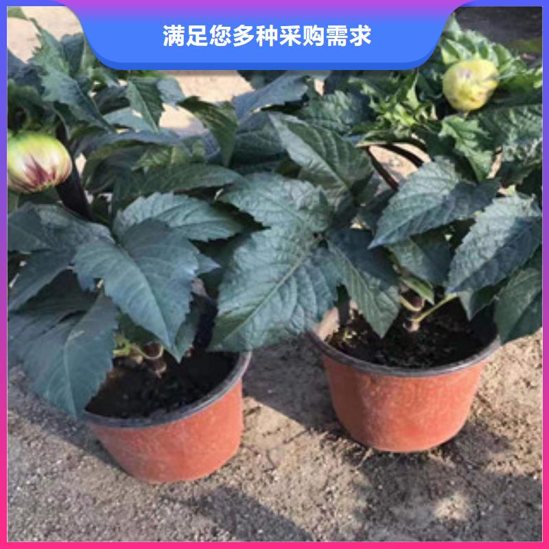 宿根花卉水生植物/荷花睡莲放心购