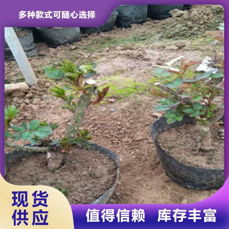 花海景观耐寒耐旱草花基地重信誉厂家