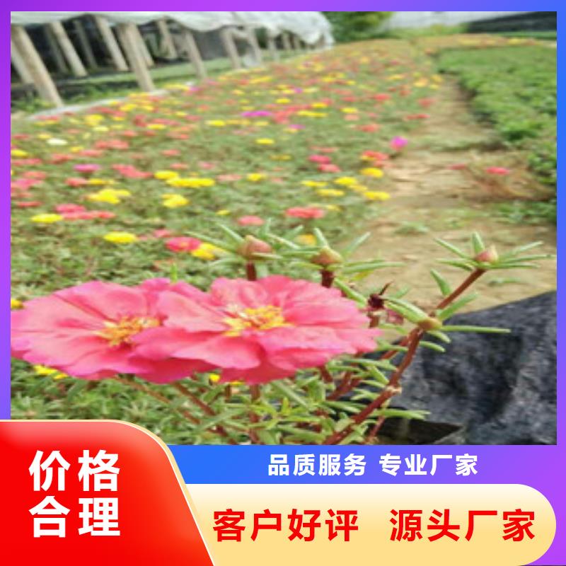 花海景观耐寒耐旱草花基地重信誉厂家