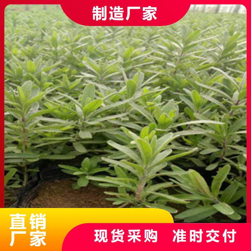 花海景观五一国庆草花批发厂诚信经营
