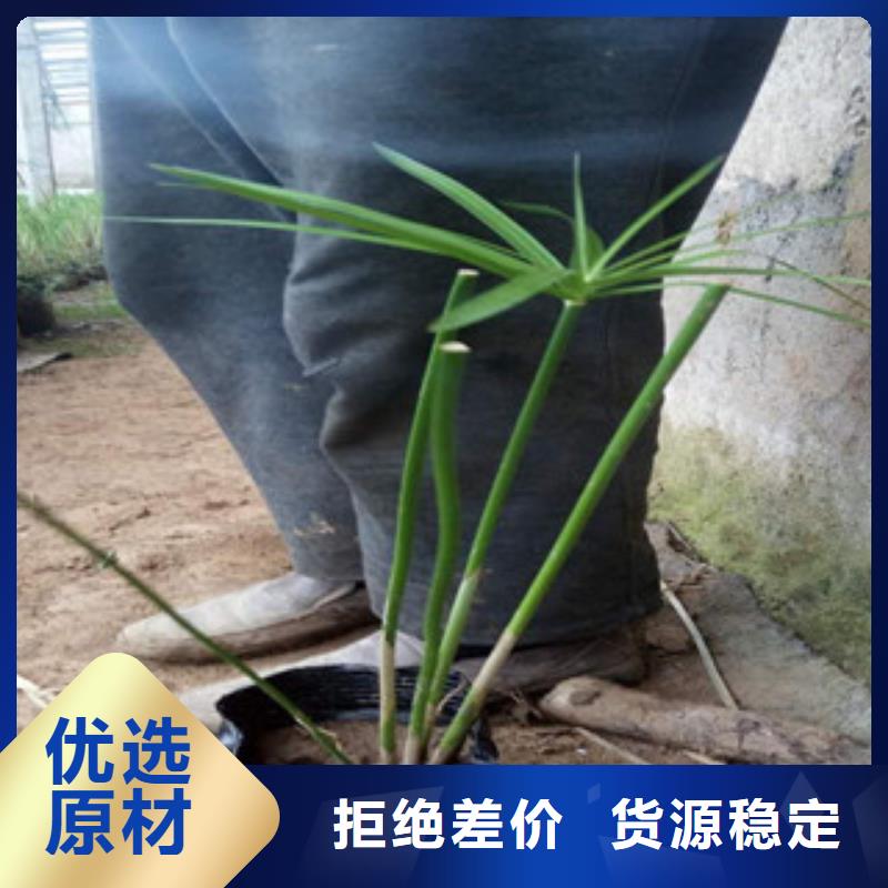花海景观耐寒耐旱草花基地全新升级品质保障