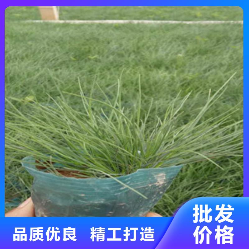 花海景观鲁冰花/粉黛乱子草现货充裕