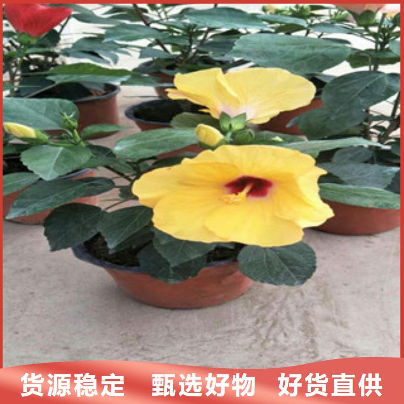 花海景观耐寒耐旱草花基地全新升级品质保障