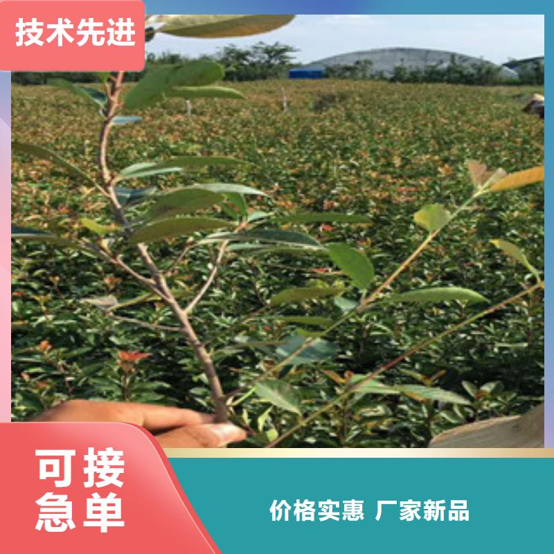 花海景观耐寒耐旱草花基地全新升级品质保障