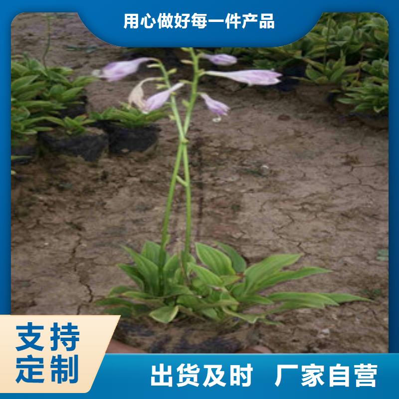 花海景观鲁冰花/粉黛乱子草现货充裕