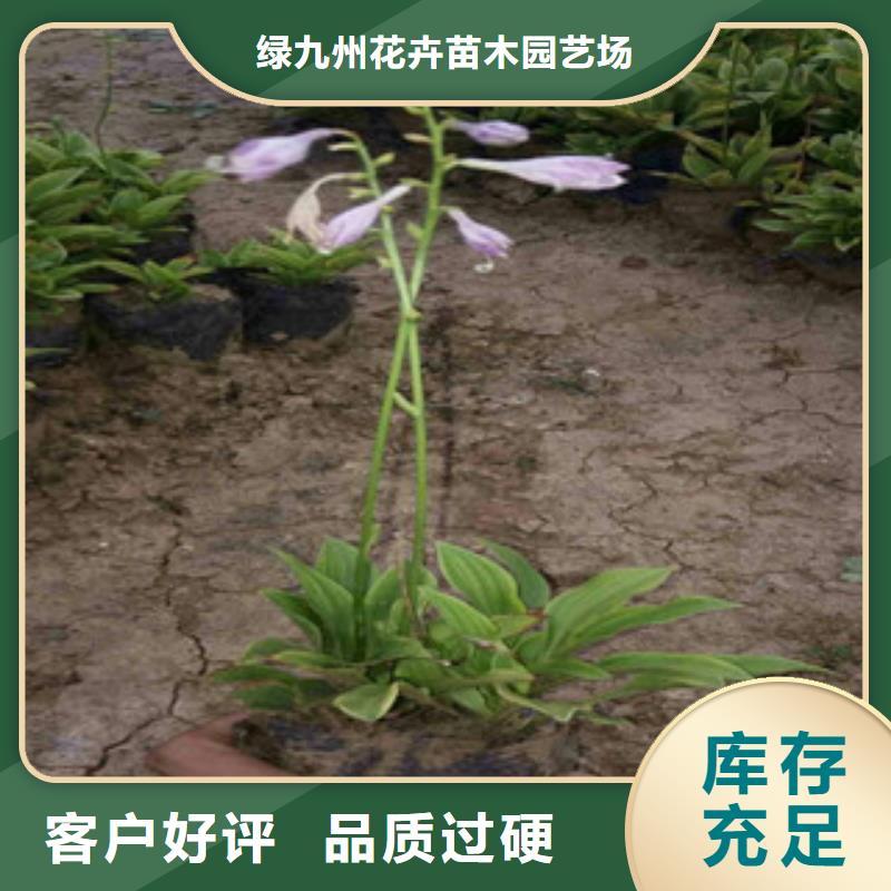 花海景观耐寒耐旱草花基地重信誉厂家