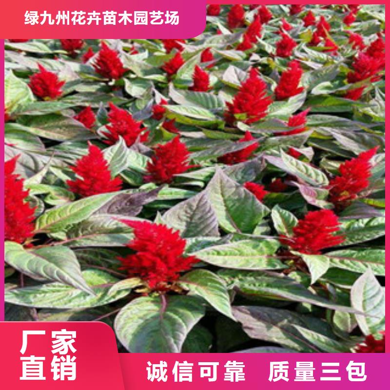 花海景观耐寒耐旱草花基地重信誉厂家