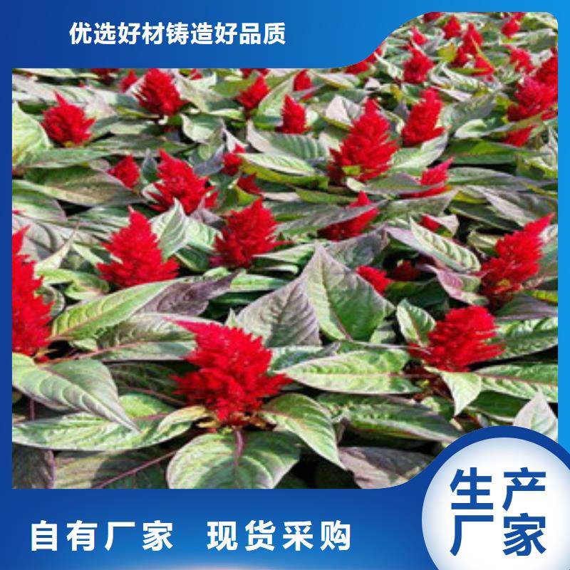 花海景观鲁冰花/粉黛乱子草现货充裕