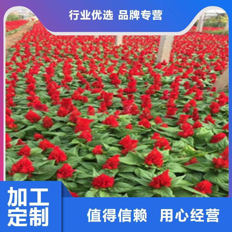 花海景观耐寒耐旱草花基地重信誉厂家