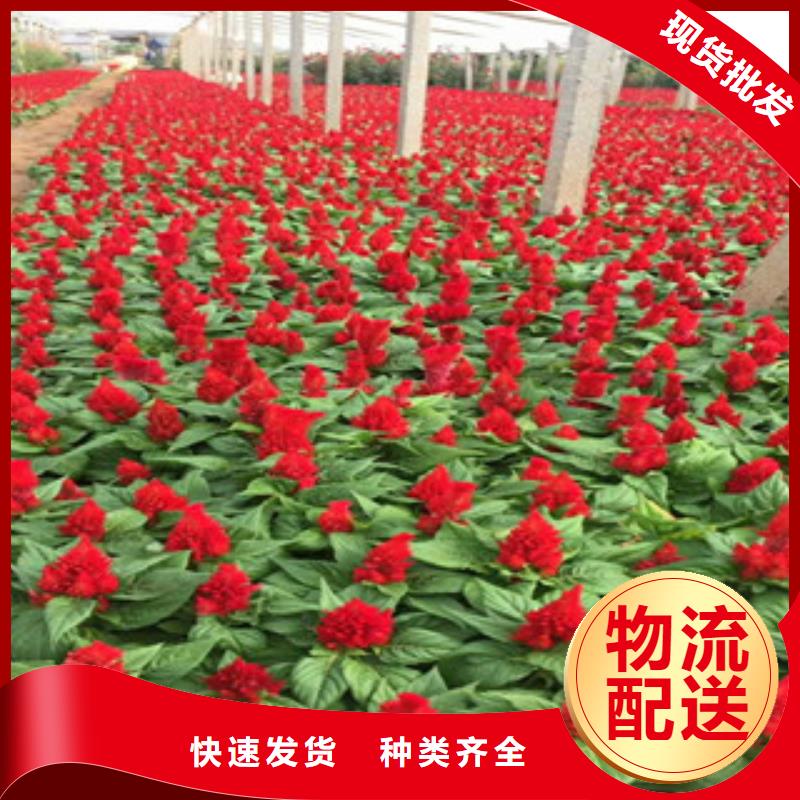 花海景观鲁冰花/粉黛乱子草现货充裕