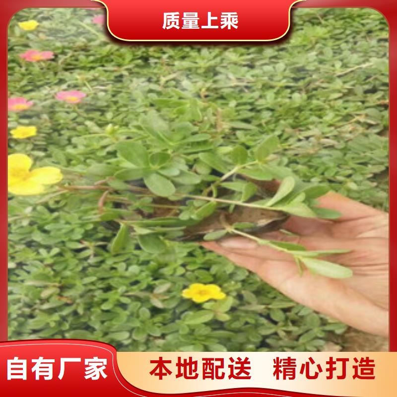 花海景观鲁冰花/粉黛乱子草现货充裕