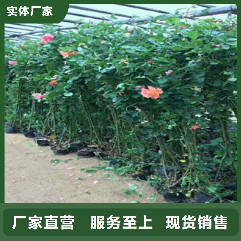 花海景观耐寒耐旱草花基地重信誉厂家