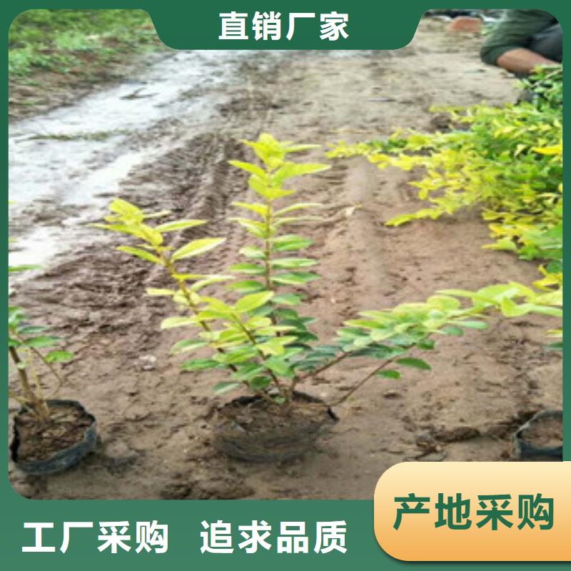 花海景观耐寒耐旱草花基地重信誉厂家