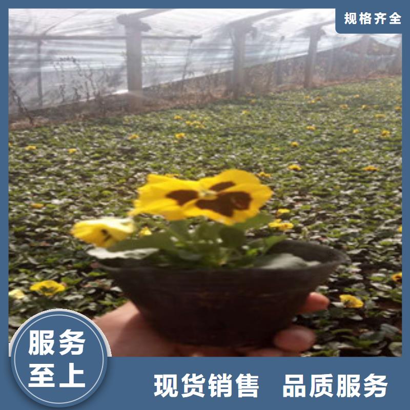 花海景观耐寒耐旱草花基地重信誉厂家