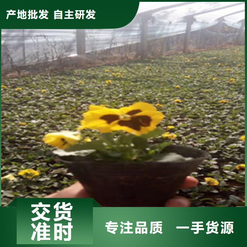 花海景观五一国庆草花批发厂诚信经营