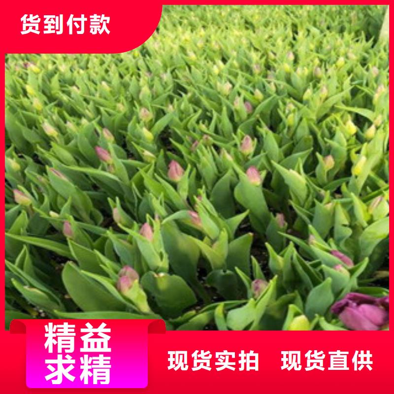 花海景观耐寒耐旱草花基地重信誉厂家