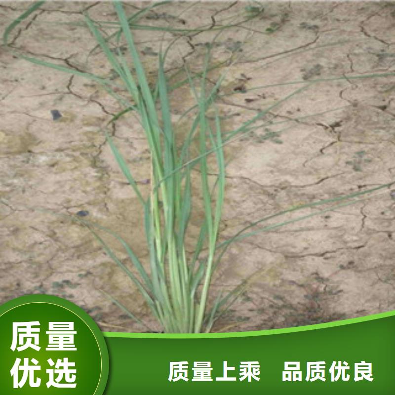 花海景观鲁冰花/粉黛乱子草现货充裕