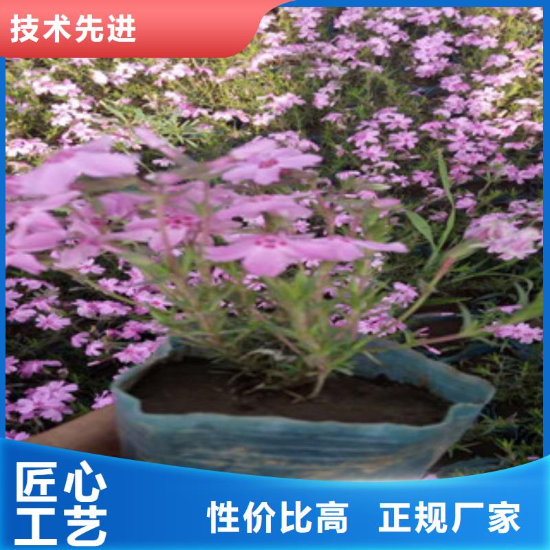 花海景观耐寒耐旱草花基地全新升级品质保障