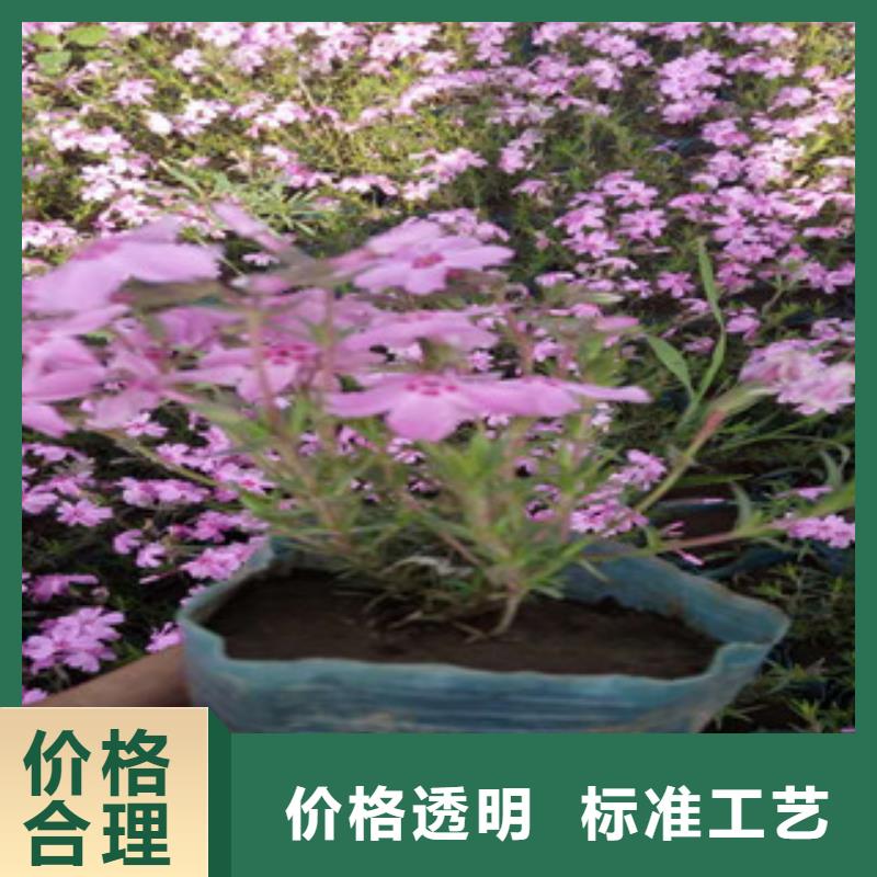 花海景观耐寒耐旱草花基地重信誉厂家