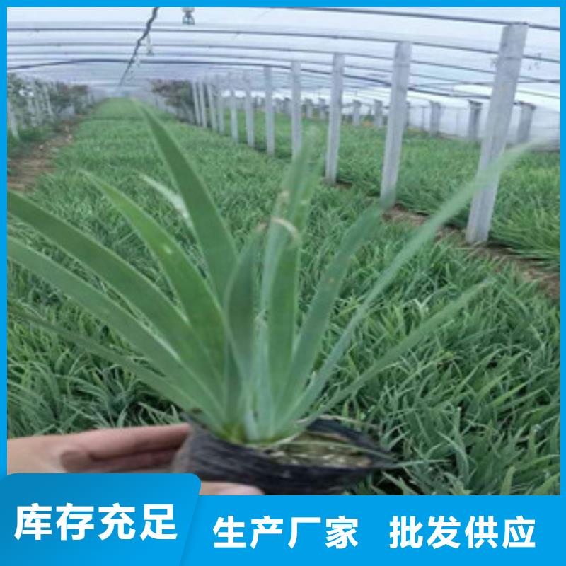 花海景观耐寒耐旱草花基地重信誉厂家