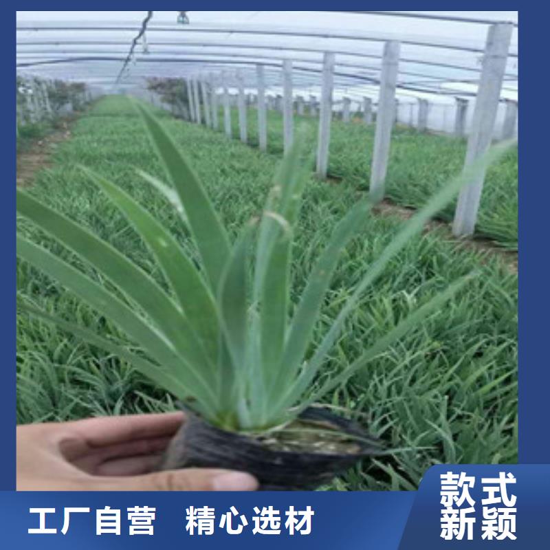 花海景观五一国庆草花批发厂诚信经营