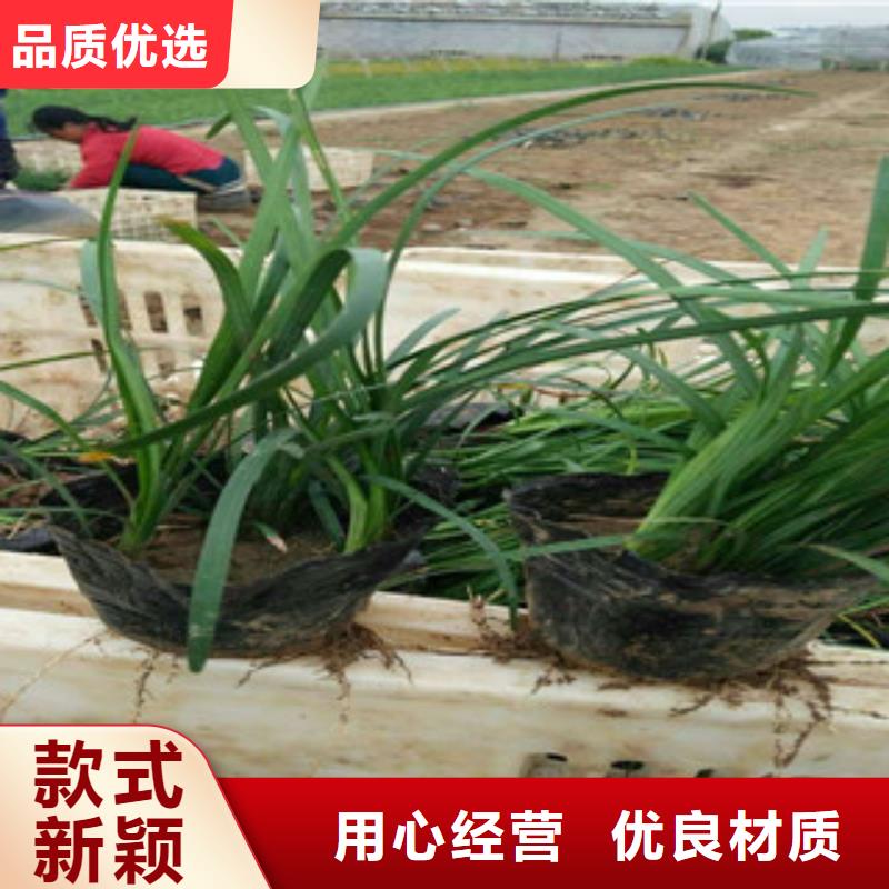 花海景观耐寒耐旱草花基地重信誉厂家