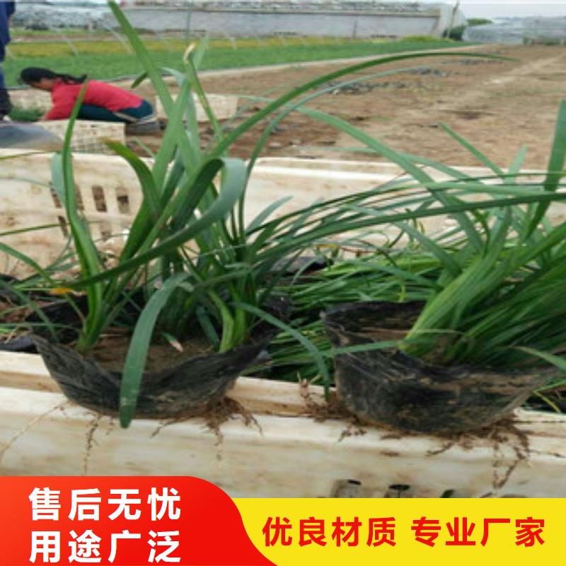 花海景观耐寒耐旱草花基地全新升级品质保障