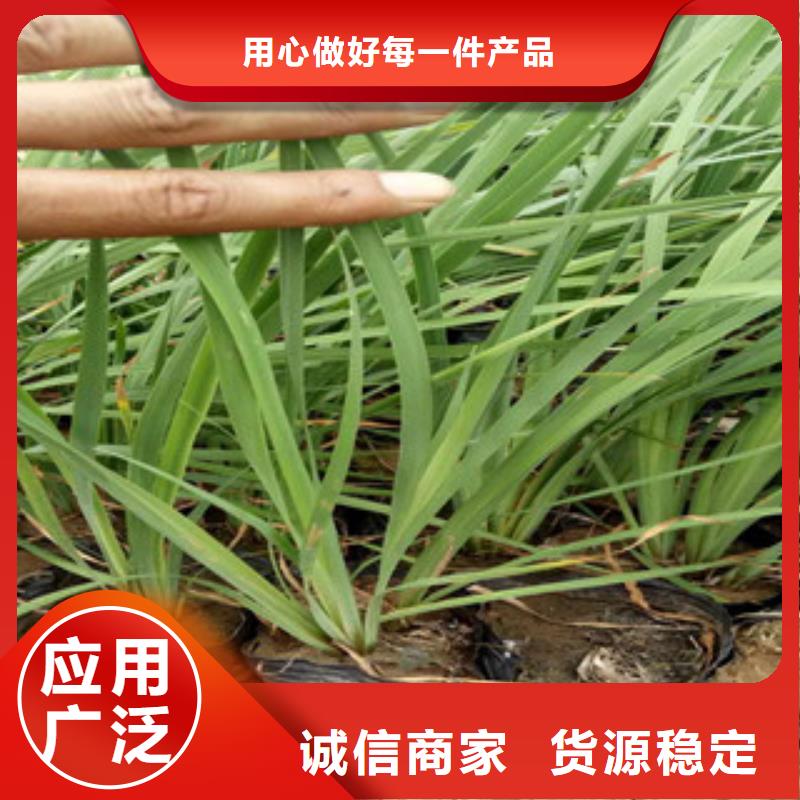 花海景观鲁冰花/粉黛乱子草现货充裕