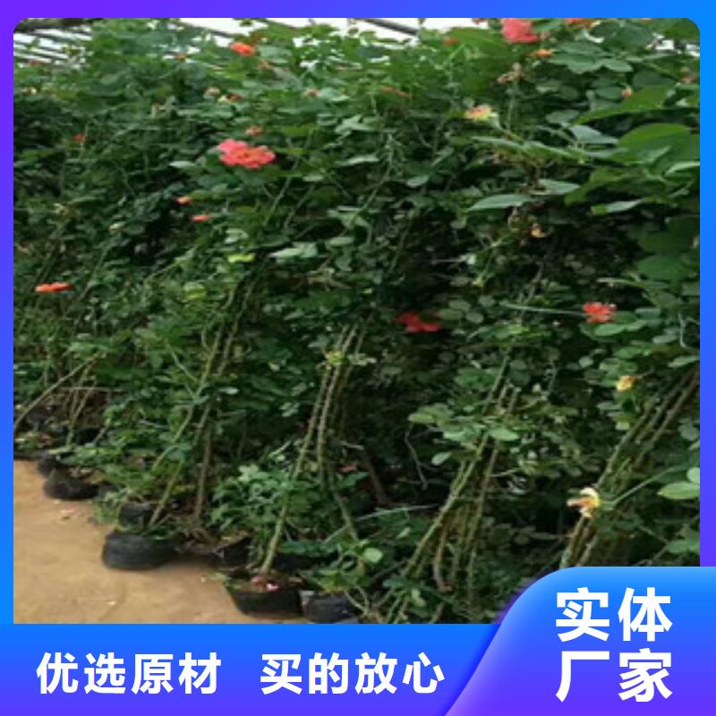 花海景观耐寒耐旱草花基地重信誉厂家